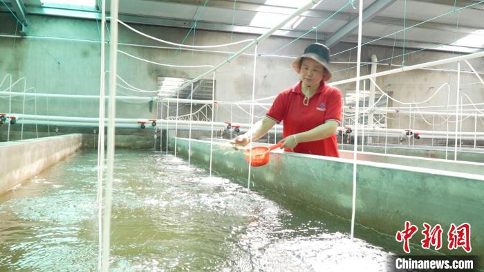 浙江水上“沃野”春耕忙 “共富虾”游出致富路(图1)